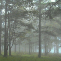 霧雨